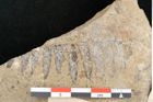 Foto (Detailansicht) von Pterophyllum dieffenbachii Ettingshausen (NHMW-GEO-2024-0188-10342)